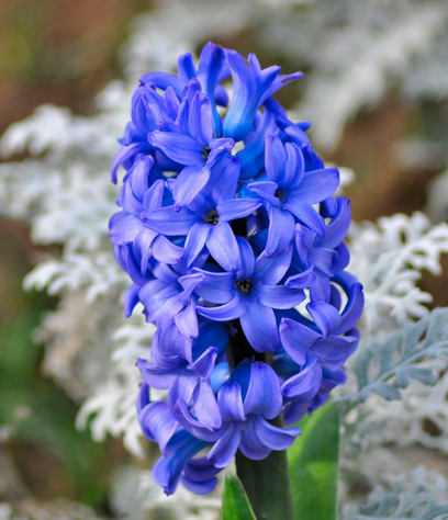 風信子花語是什么?風信子的養(yǎng)殖方法?【圖】