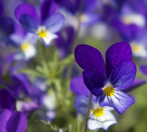 紫羅蘭花語是什么?紫羅蘭的養(yǎng)殖方法?【圖】