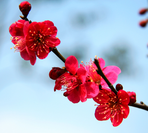 梅花花語(yǔ)是什么?梅花的養(yǎng)殖方法?【圖】