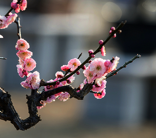 梅花花語(yǔ)是什么?梅花的養(yǎng)殖方法?【圖】