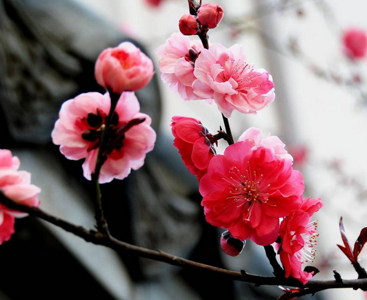梅花花語(yǔ)是什么?梅花的養(yǎng)殖方法?【圖】