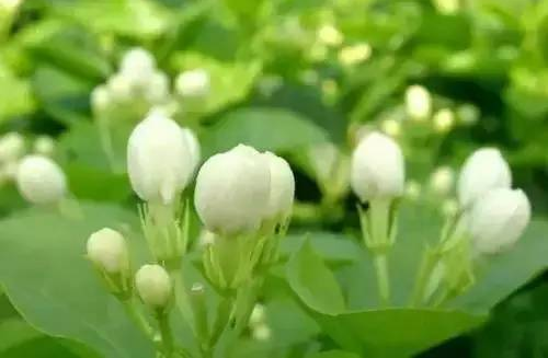 茉莉花的花語是什么?茉莉花的養(yǎng)殖方法?【圖】