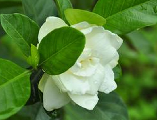 梔子花的花語是什么?梔子花的養(yǎng)殖方法?【圖】