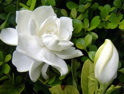 梔子花的花語是什么?梔子花的養(yǎng)殖方法?【圖】