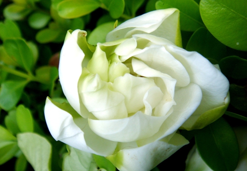 梔子花的花語是什么?梔子花的養(yǎng)殖方法?【圖】