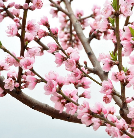 桃花的花語是什么?桃花的養(yǎng)殖方法?【圖】