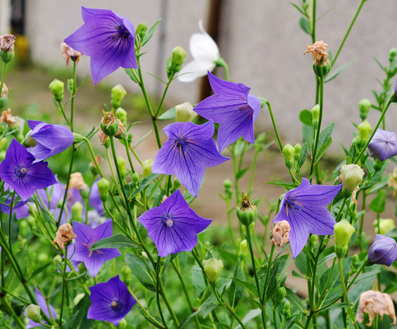 桔梗的花語是什么?桔梗的功效與作用?【圖】