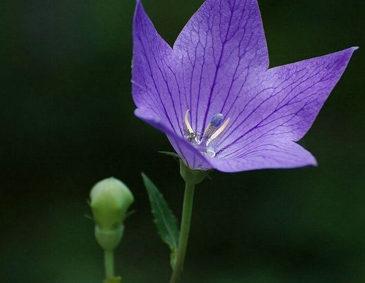 桔梗的花語是什么?桔梗的功效與作用?【圖】