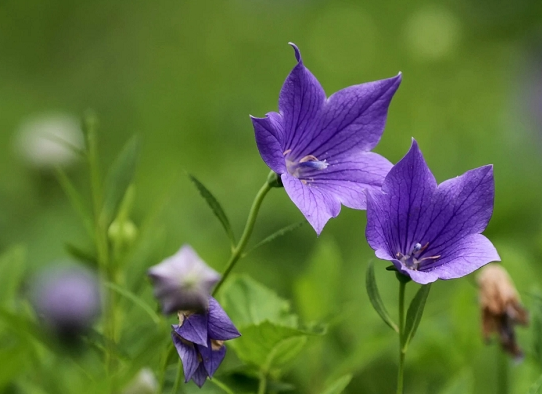 桔梗的花語是什么?桔梗的功效與作用?【圖】