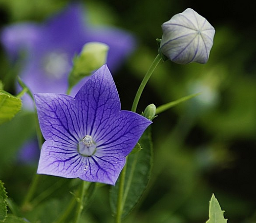 桔梗的花語是什么?桔梗的功效與作用?【圖】