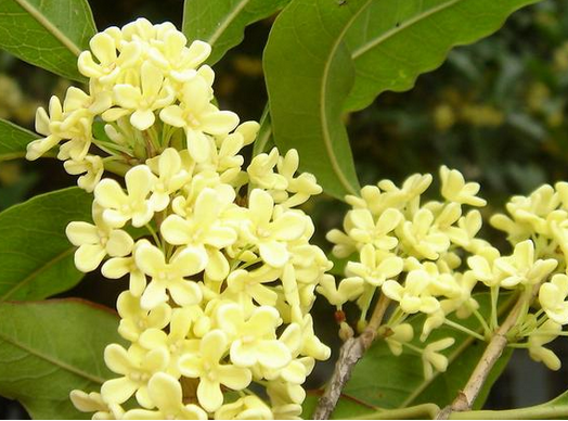 桂花的功效與作用?桂花樹(shù)栽培方法?【圖】