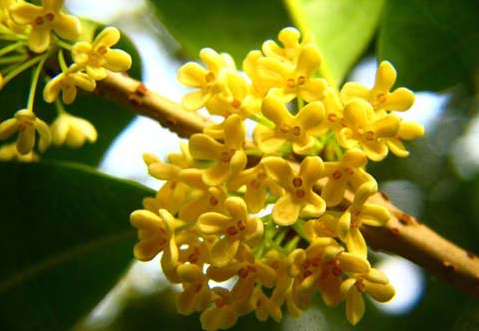 桂花的功效與作用?桂花樹(shù)栽培方法?【圖】