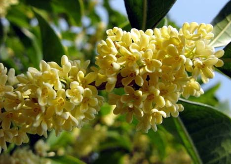 桂花的功效與作用?桂花樹(shù)栽培方法?【圖】