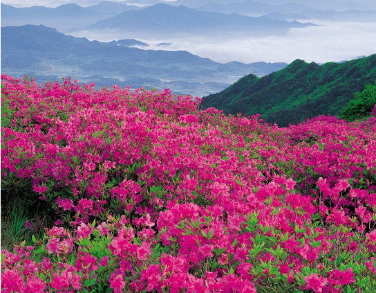 杜鵑花的養(yǎng)殖方法和注意事項(xiàng)?杜鵑花的花語(yǔ)？【圖】