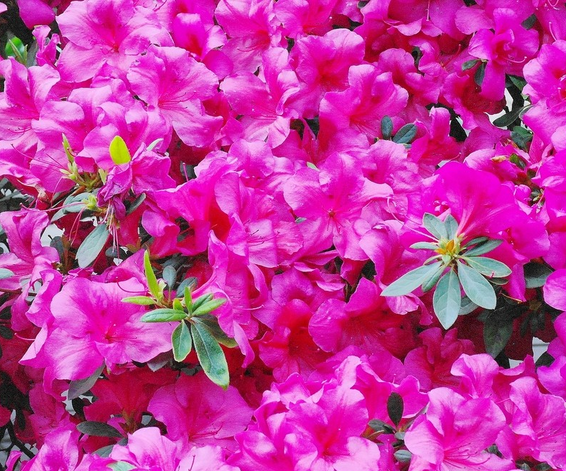 杜鵑花的養(yǎng)殖方法和注意事項(xiàng)?杜鵑花的花語(yǔ)？【圖】