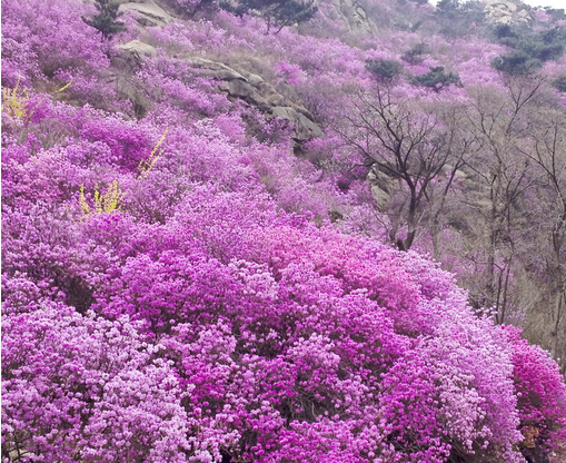 杜鵑花的養(yǎng)殖方法和注意事項(xiàng)?杜鵑花的花語(yǔ)？【圖】