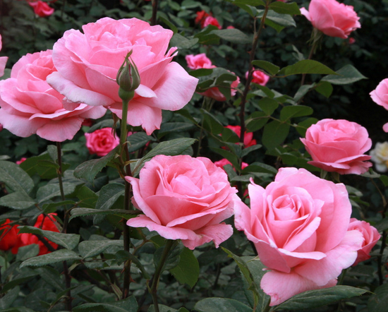 月季和玫瑰的區(qū)別?月季的花語？【圖】