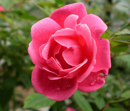 月季和玫瑰的區(qū)別?月季的花語？【圖】