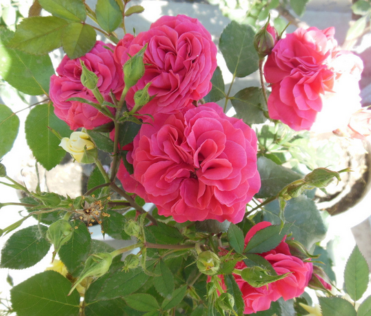 月季和玫瑰的區(qū)別?月季的花語？【圖】