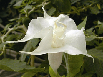 曼陀羅花有毒嗎？?曼陀羅花怎么養(yǎng)？【圖】