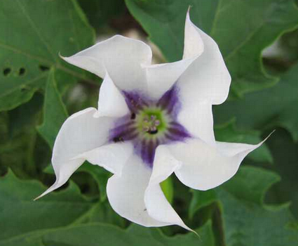 曼陀羅花有毒嗎？?曼陀羅花怎么養(yǎng)？【圖】