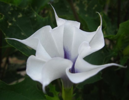 曼陀羅花有毒嗎？?曼陀羅花怎么養(yǎng)？【圖】