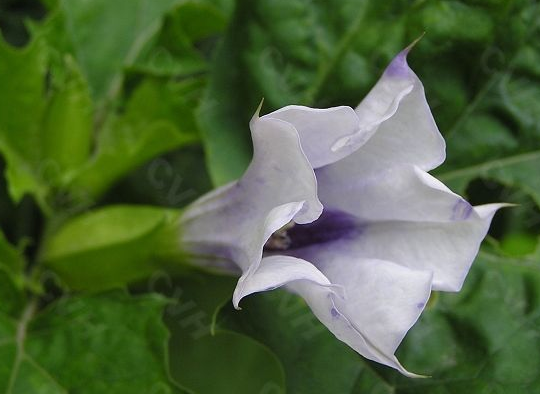 曼陀羅花有毒嗎？?曼陀羅花怎么養(yǎng)？【圖】