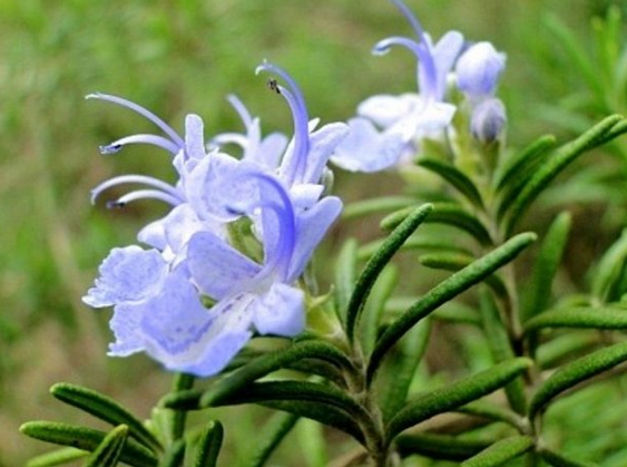 迷迭香的功效與作用？迷迭香盆栽養(yǎng)植注意？【圖】