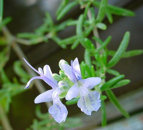 迷迭香的功效與作用？迷迭香盆栽養(yǎng)植注意？【圖】