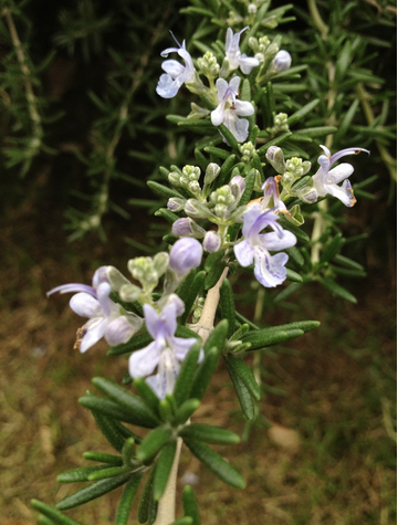 迷迭香的功效與作用？迷迭香盆栽養(yǎng)植注意？【圖】