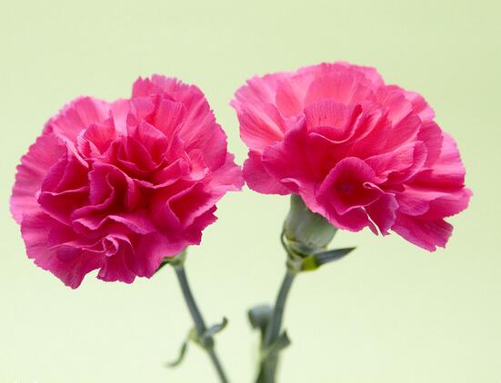 康乃馨花語是什么？康乃馨的養(yǎng)殖方法和注意事項(xiàng)？【圖】