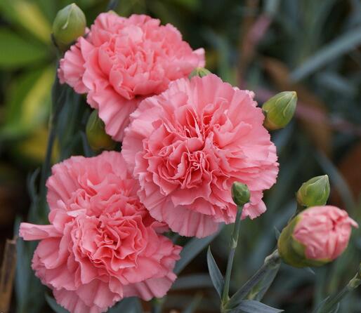 康乃馨花語是什么？康乃馨的養(yǎng)殖方法和注意事項(xiàng)？【圖】