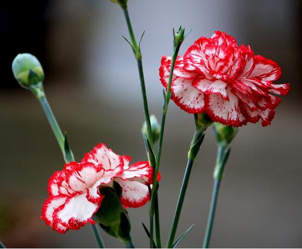 康乃馨花語是什么？康乃馨的養(yǎng)殖方法和注意事項(xiàng)？【圖】