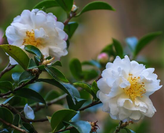 山茶花花語(yǔ)是什么？山茶花的養(yǎng)殖方法？【圖】