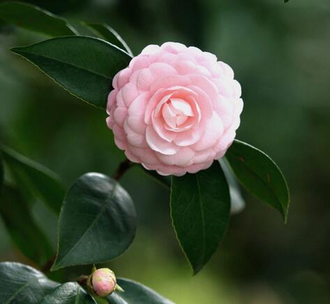 山茶花花語(yǔ)是什么？山茶花的養(yǎng)殖方法？【圖】