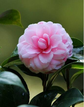 山茶花花語(yǔ)是什么？山茶花的養(yǎng)殖方法？【圖】