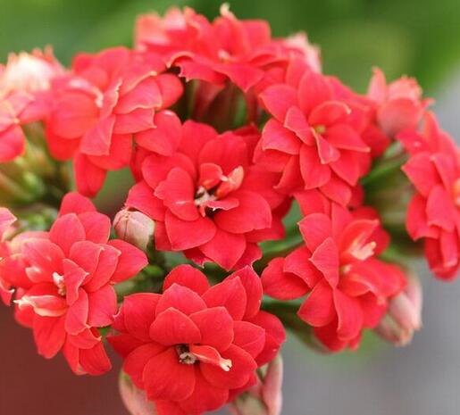 長(zhǎng)壽花花語(yǔ)是什么？長(zhǎng)壽花的養(yǎng)殖方法和注意事項(xiàng)？【圖】