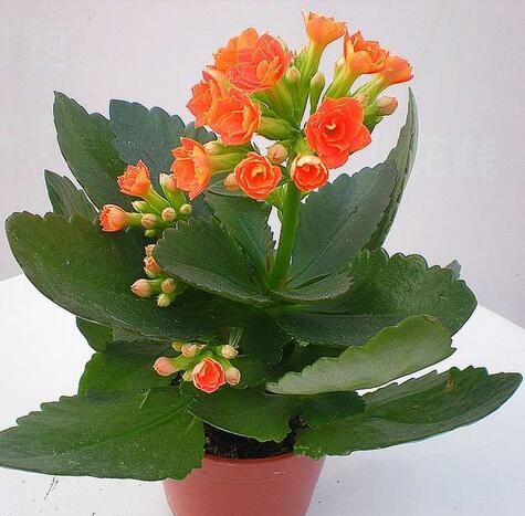 長(zhǎng)壽花花語(yǔ)是什么？長(zhǎng)壽花的養(yǎng)殖方法和注意事項(xiàng)？【圖】