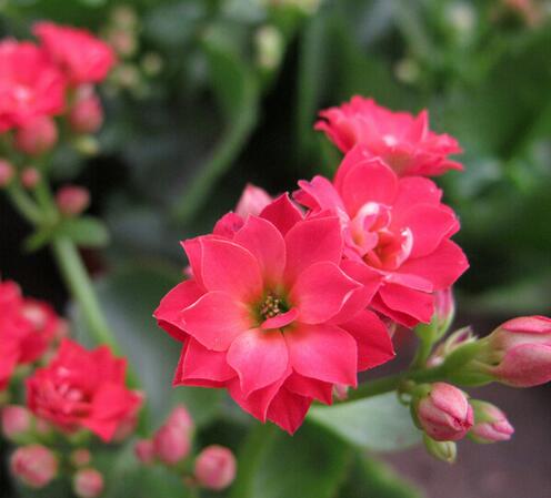 長(zhǎng)壽花花語(yǔ)是什么？長(zhǎng)壽花的養(yǎng)殖方法和注意事項(xiàng)？【圖】