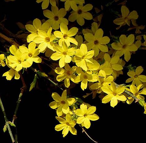 盆栽迎春花的養(yǎng)殖方法和注意事項？【圖】