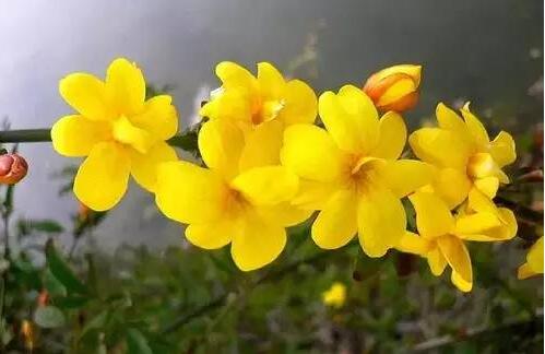 盆栽迎春花的養(yǎng)殖方法和注意事項？【圖】