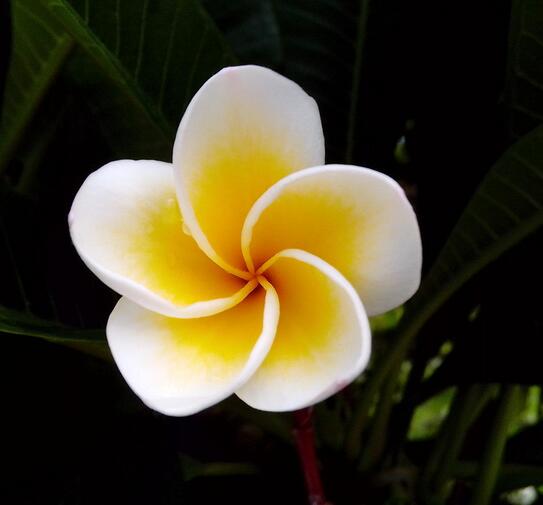 雞蛋花花語(yǔ)是什么？雞蛋花的傳說(shuō)？【圖】