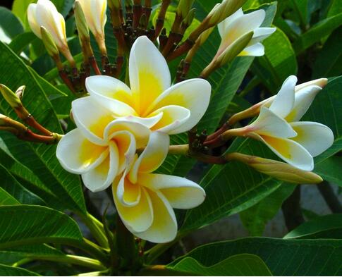 雞蛋花花語(yǔ)是什么？雞蛋花的傳說(shuō)？【圖】