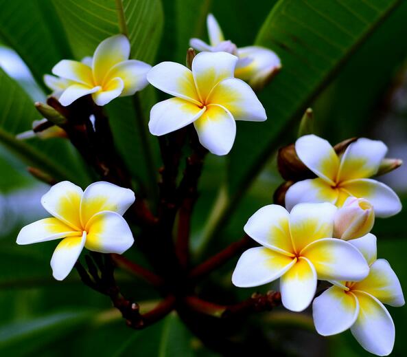 雞蛋花花語(yǔ)是什么？雞蛋花的傳說(shuō)？【圖】