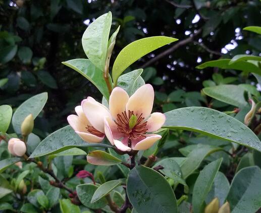 含笑的養(yǎng)殖方法？含笑的藥用價(jià)值？【圖】