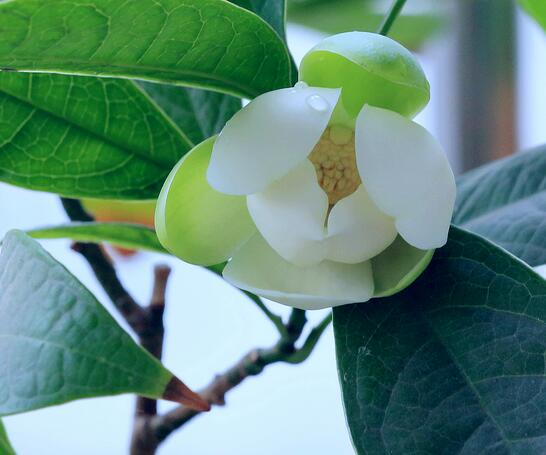 含笑的養(yǎng)殖方法？含笑的藥用價(jià)值？【圖】