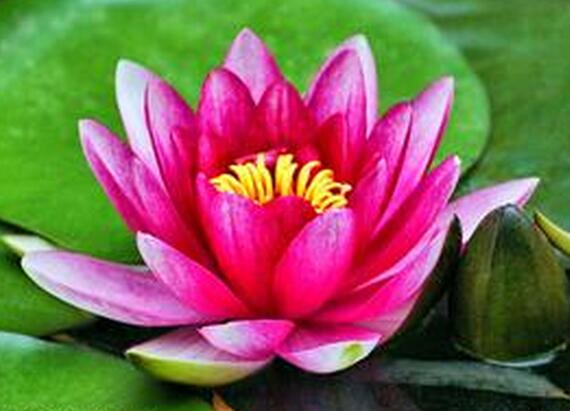 睡蓮盆栽風(fēng)景原理？睡蓮盆栽養(yǎng)殖方法？【圖】