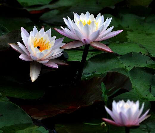 睡蓮盆栽風(fēng)景原理？睡蓮盆栽養(yǎng)殖方法？【圖】