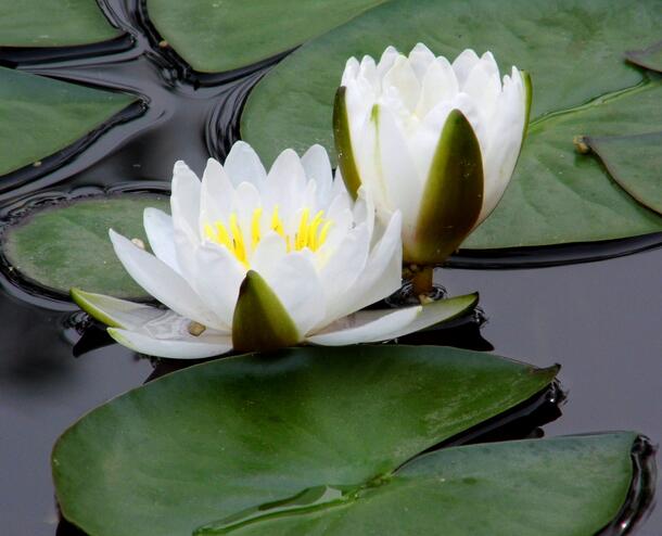 睡蓮盆栽風(fēng)景原理？睡蓮盆栽養(yǎng)殖方法？【圖】