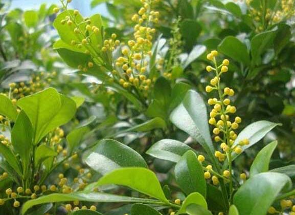 米蘭花的養(yǎng)殖方法？米蘭花的注意事項？【圖】